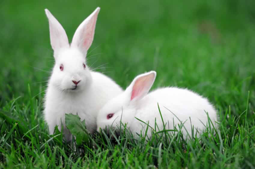 два белых кролика