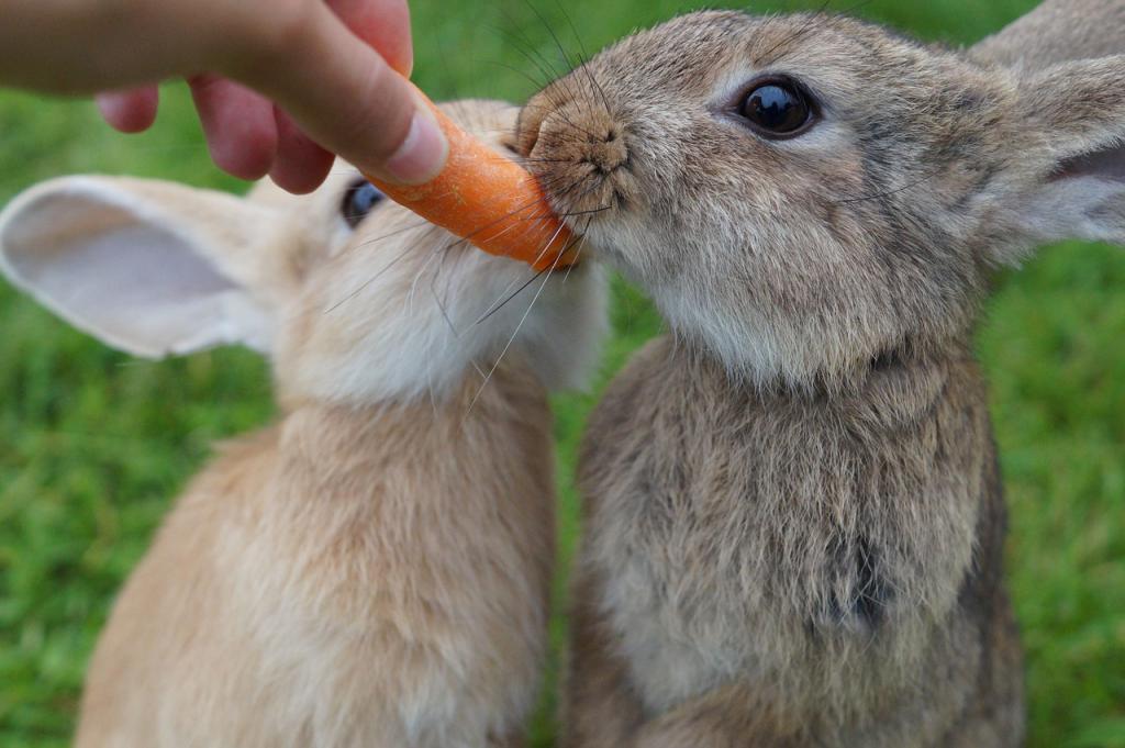кролики кушают морковку