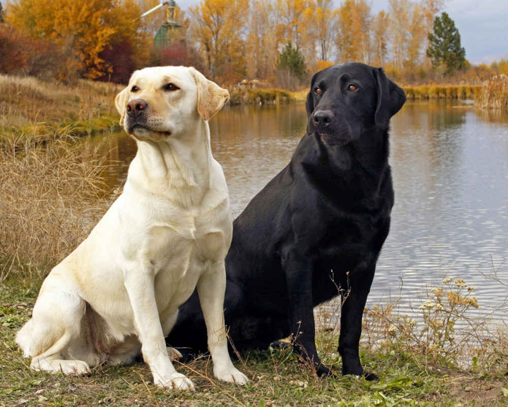 Labrador Retriever