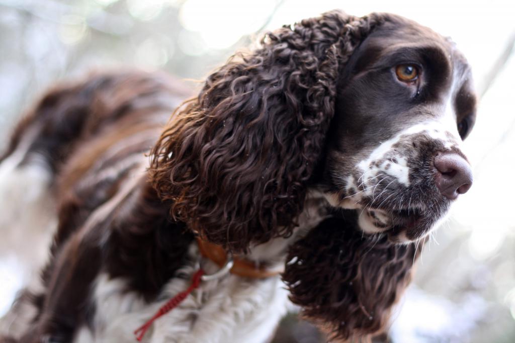 Russian Spaniel