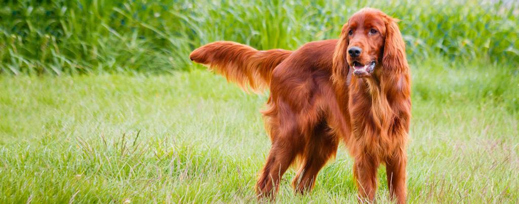 Irish setter