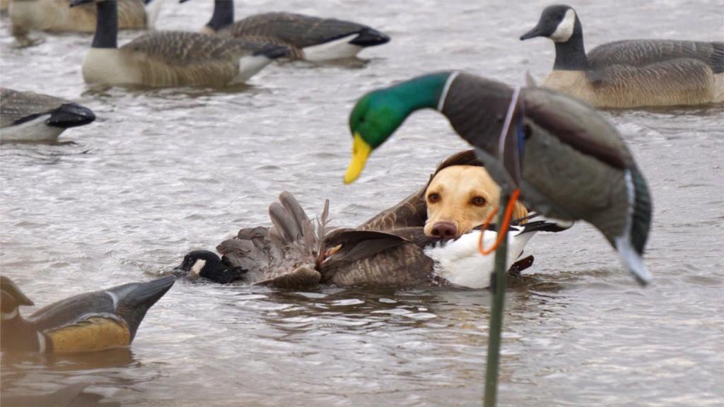 Duck hunting