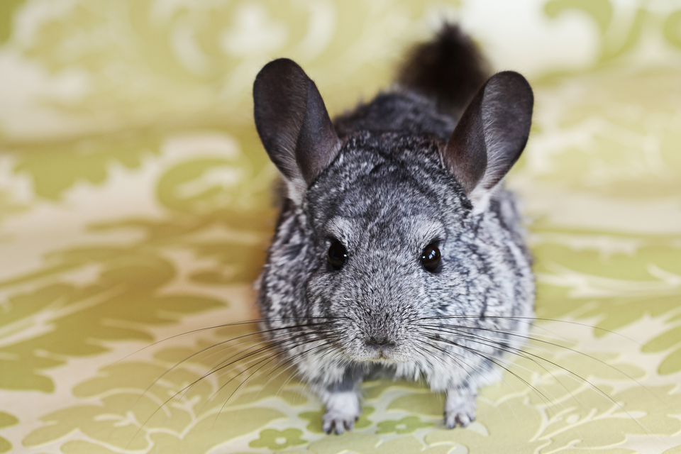 Healthy chinchilla