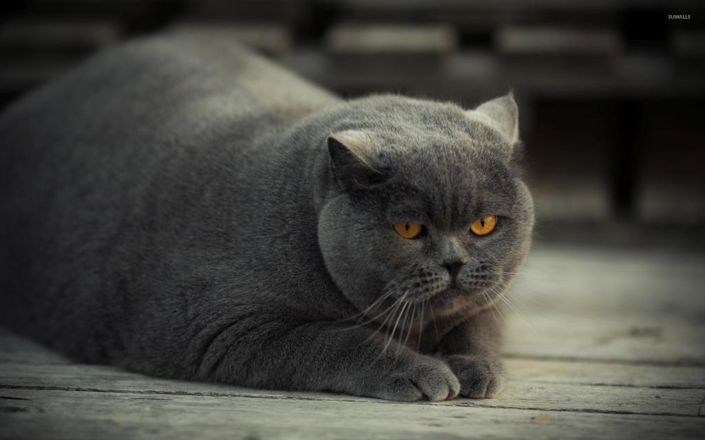 Болезнь ожирение у кота