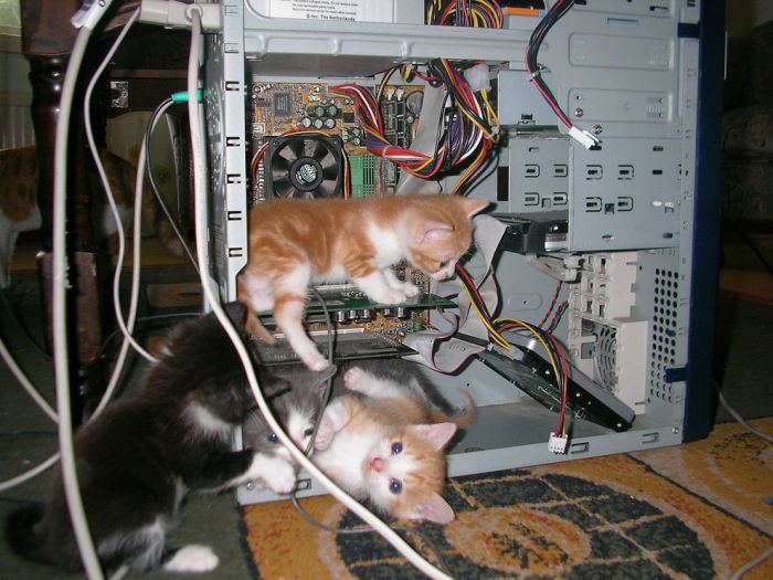 Котята и техника
