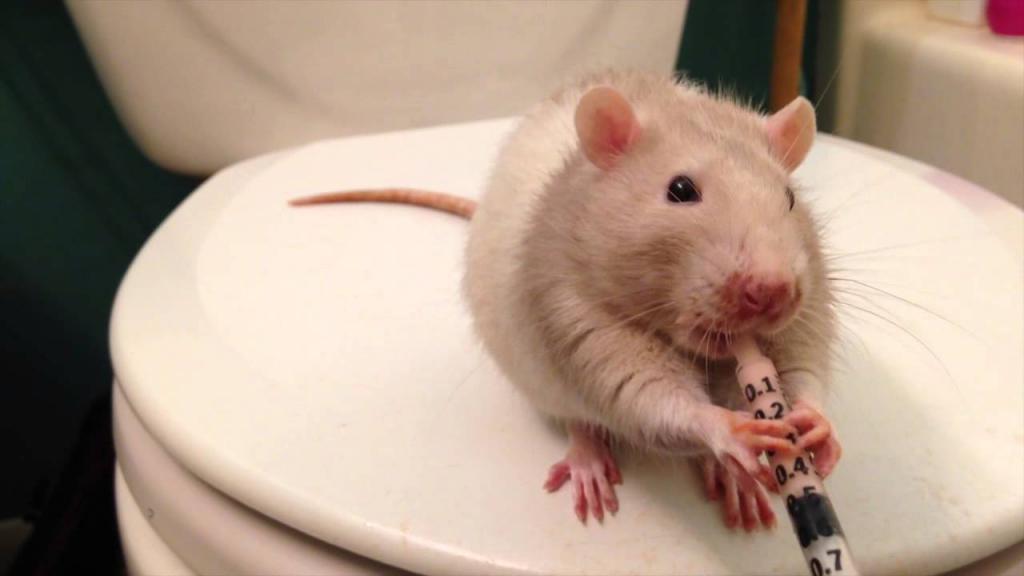 Лечение крысы