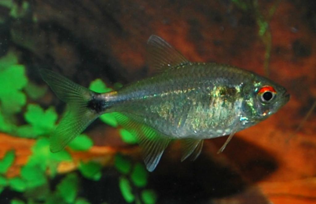 Рыбка фонарик в аквариуме
