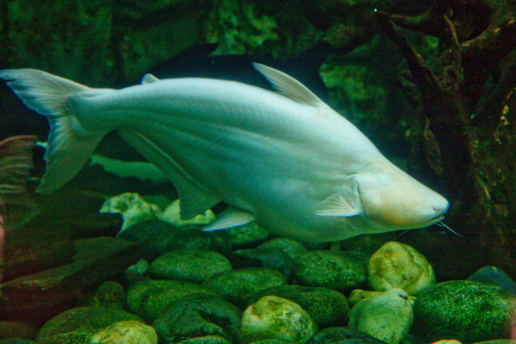 Акулий сом альбинос