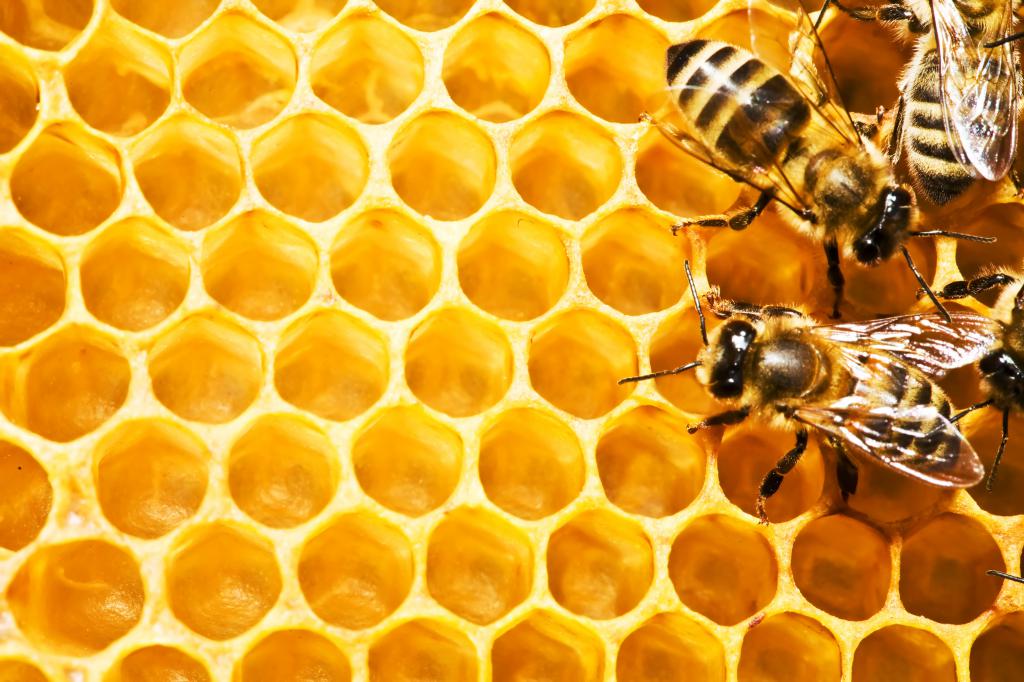 Медовые соты и рабочие пчелы