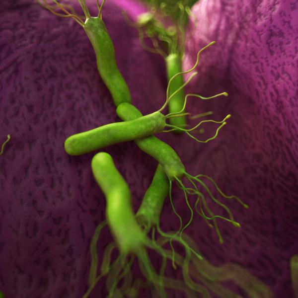 Helicobacter pylori