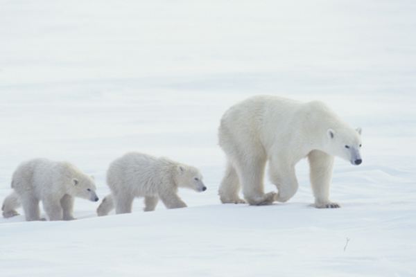 White bears