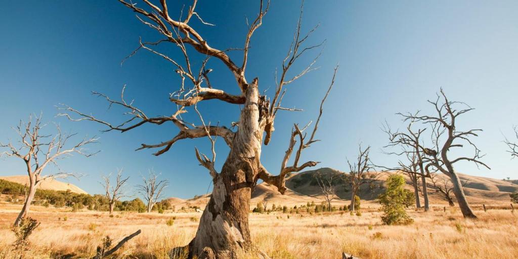 plants in a drought