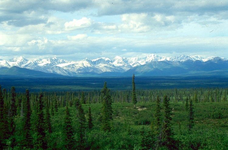 tundra plants