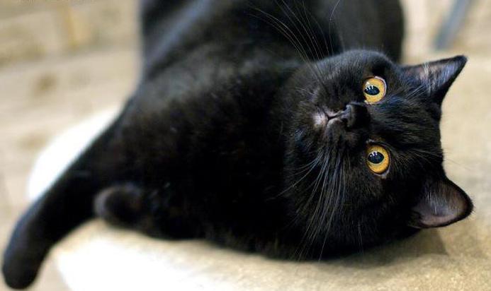 Черный окрас британских кошек