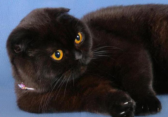 черная британская короткошерстная кошка