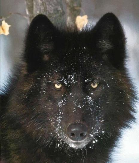 black Wolf