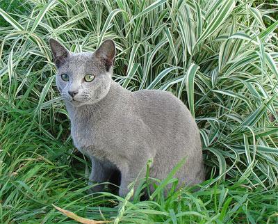 русский голубой кот фото
