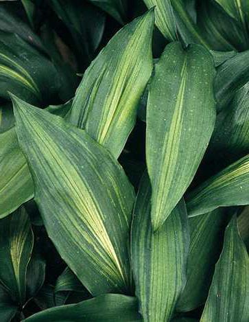 aspidistra care at home