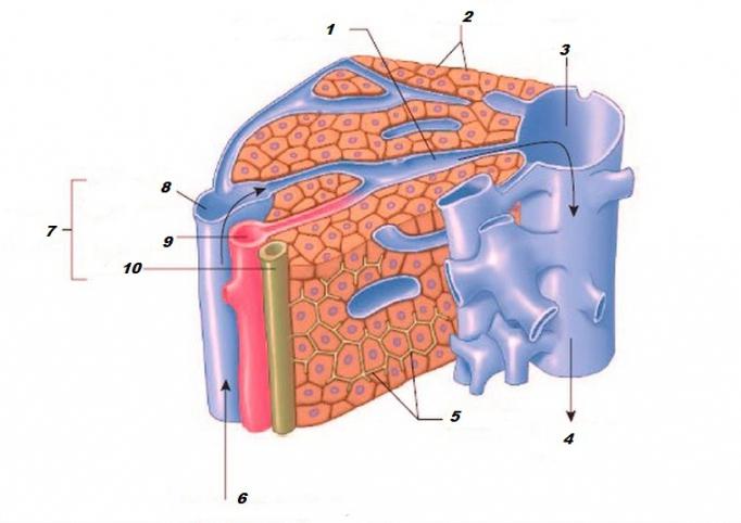 анатомия человека печень