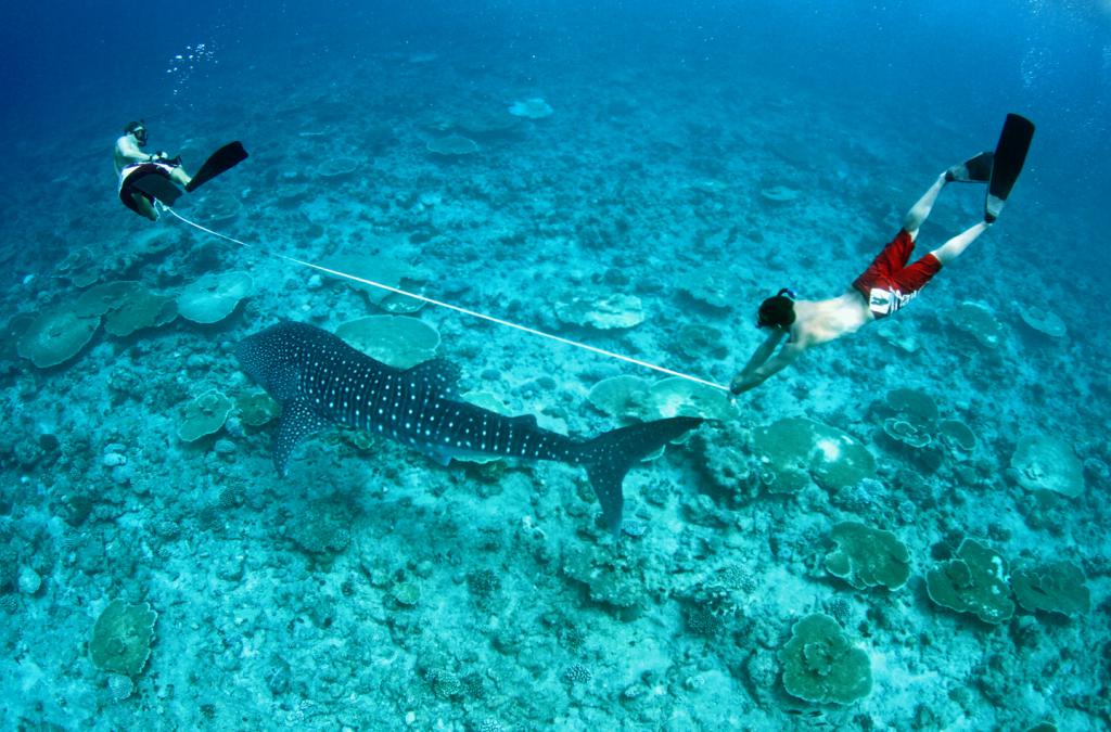 Нападение мальдивы. Акулы на Кайо Коко. Китовая акула экскурсия Мальдивы. Рифовые акулы на Мальдивах. Китовая акула на Мальдивах.