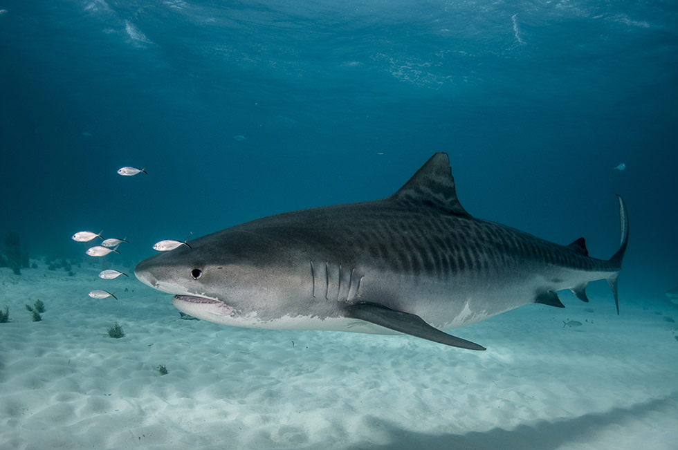 Yeni shark photos