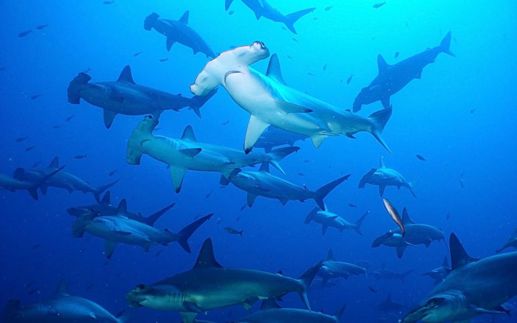 Рифовые акулы на мальдивах фото