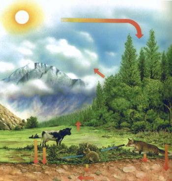 carbon cycle diagram