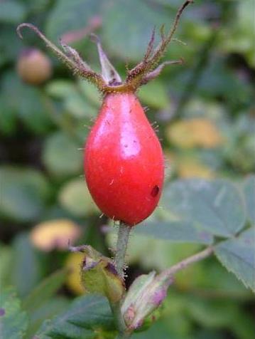 medicinal properties of rosehip roots