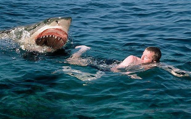 нападение акулы в Египте