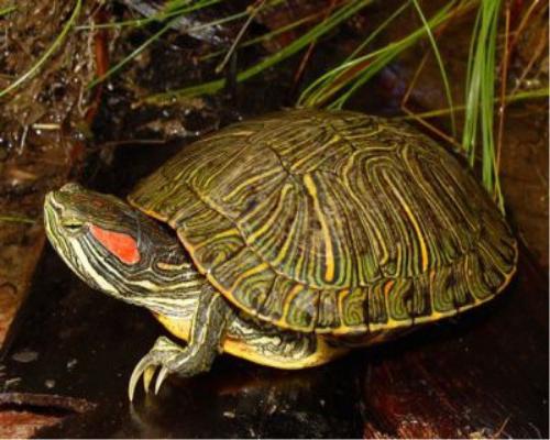 Care for the Red-eared Turtle