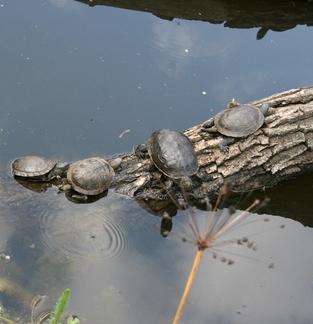 water turtles