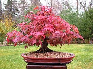 japanese maple buy