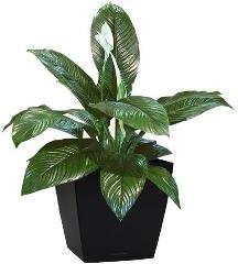 home indoor plants