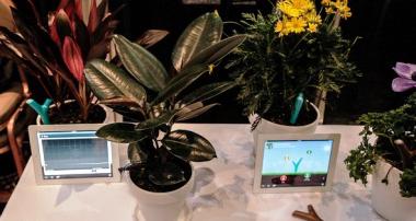 indoor plants that do not require light