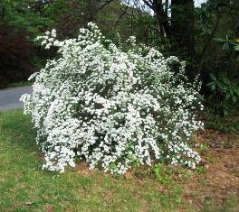 Spiraea Nippon photo