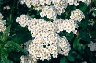 Spiraea Nippon planting and care