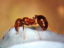 укусы муравьев