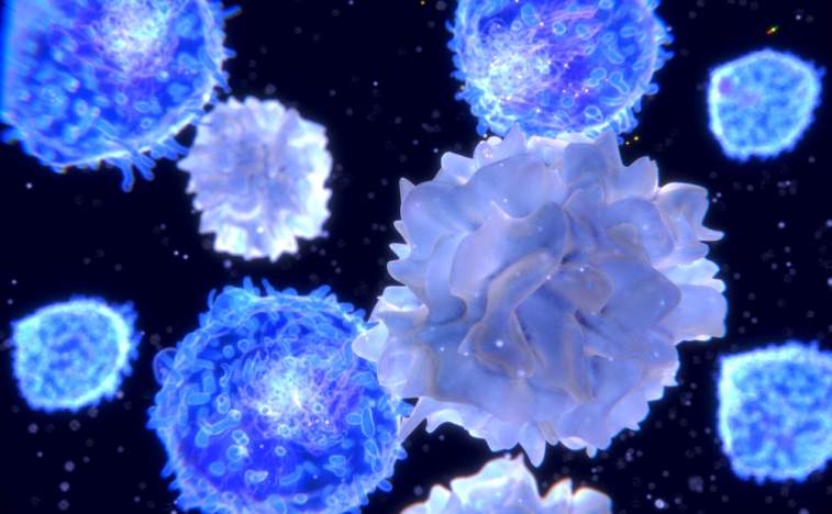 Дендритные клетки с т-лимфоцитами