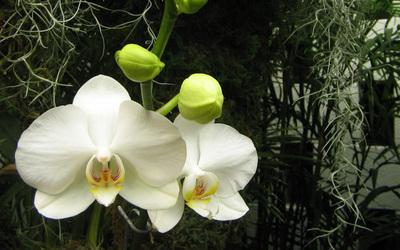 сколько нужно поливать орхидею