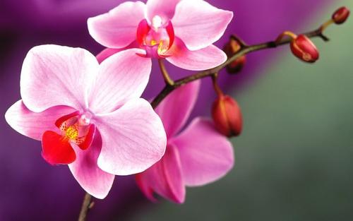 как часто нужно поливать орхидею