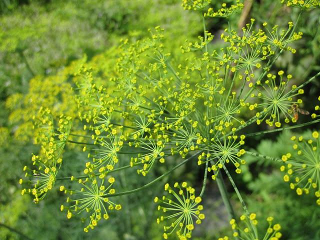 dill planting and care