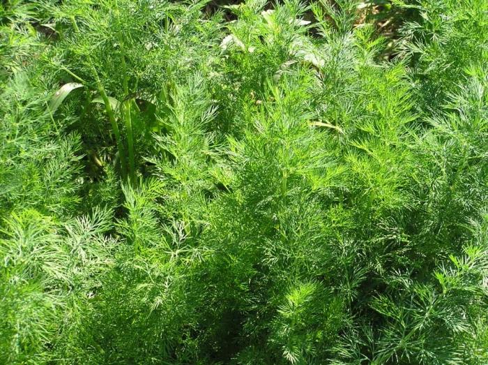 dill cultivation