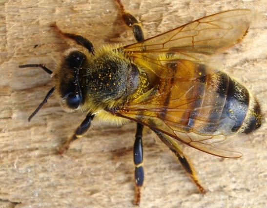 preparing bees for winter