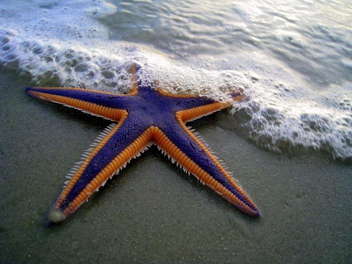 морская звезда болгария