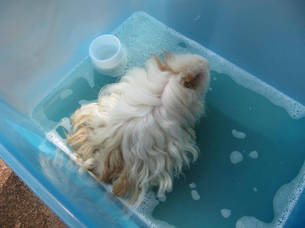 Sheltie guinea pig