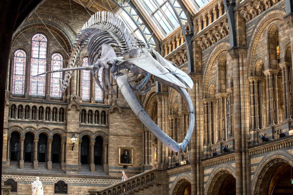 Скелет кита в Британском музее естественной истории