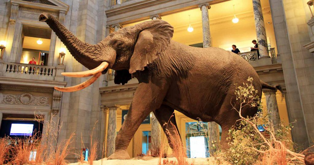 Чучело слона в Национальном музее естественной истории, Вашингтон