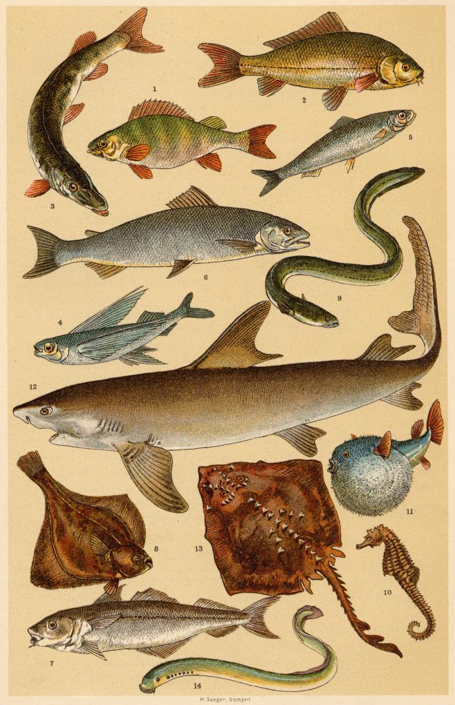 Изображения рыб в книге "Популярная естественная история" Генри Шеррена