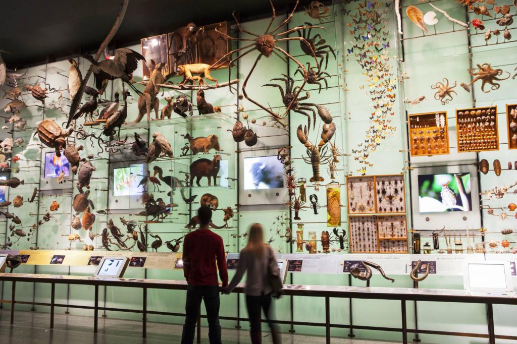 Типичные экспонаты музея естественной истории
