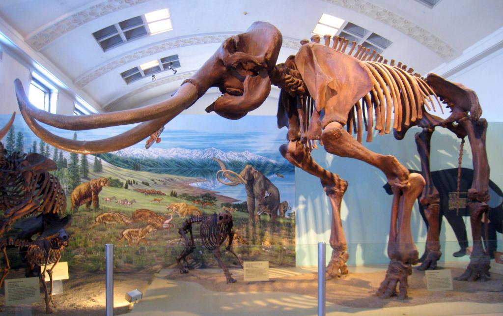 Скелет мамонта в Национальном музее естественной истории в Юте